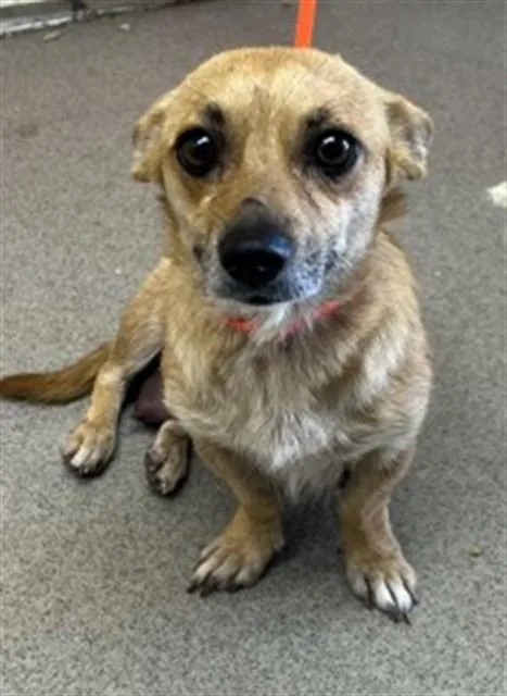 An adult small-sized female Chihuahua dog named Sybil for adoption in San Bernardino, CA