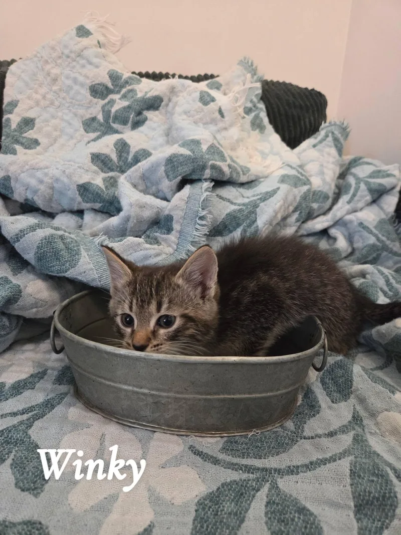 Winky