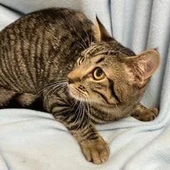 A baby medium-sized male Tabby (Tiger Striped) Tabby cat named Lapis for adoption in Green Valley, AZ