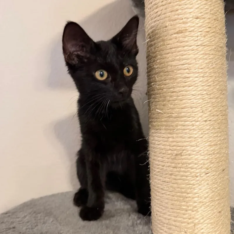 A baby small-sized male Black Domestic Short Hair cat named Cole for adoption in Midland, TX