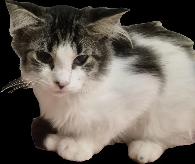 A baby small-sized female Domestic Long Hair cat named C Litter Honey for adoption in Livonia, MI