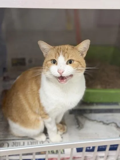 An adult medium-sized male Orange & White Domestic Short Hair cat named Geordi for adoption in Sacramento, CA