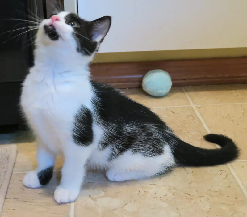 A baby medium-sized female Black & White / Tuxedo American Shorthair cat named Little Miss Sunshine for adoption in Bow, WA