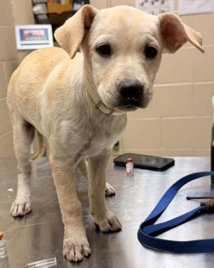 A young small-sized female Labrador Retriever dog named Gretel for adoption in Harlingen, TX