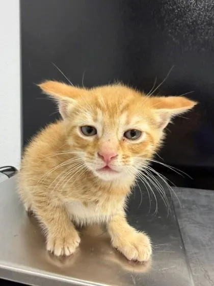 An adult small-sized male Domestic Short Hair cat named Grumpy for adoption in Port Allen, LA