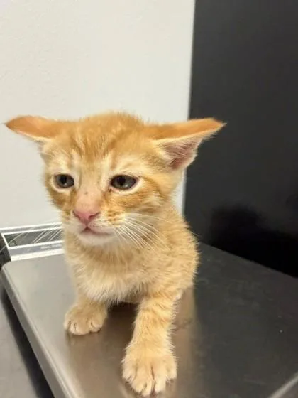 Grumpy thumbnail 2