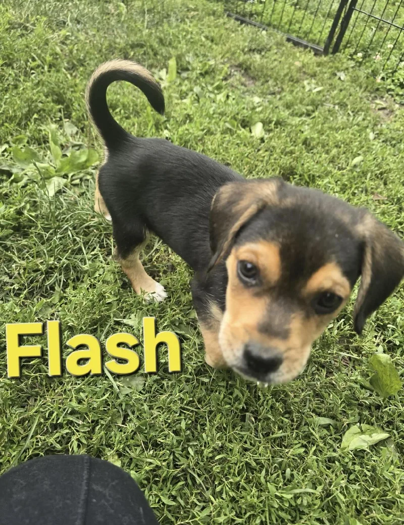 A baby small-sized male Tricolor (Brown, Black, & White) Beagle dog named Flash for adoption in RUSSIAVILLE, IN