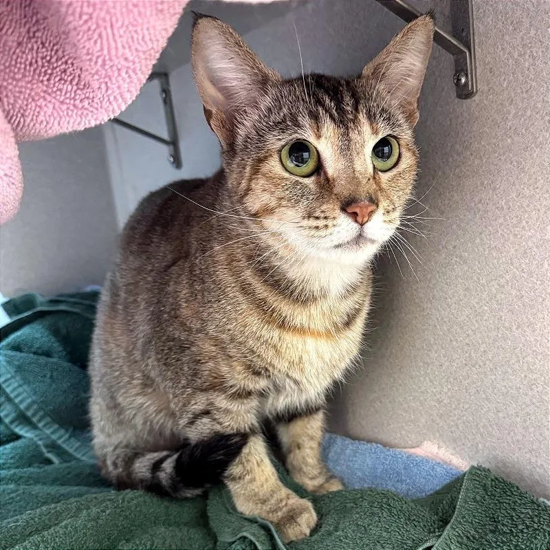 An adult medium-sized female Torbie Domestic Short Hair cat named Delta Horse for adoption in Pittsburgh, PA