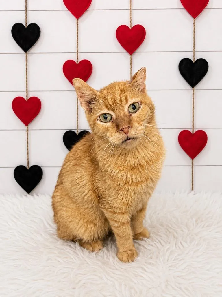 A senior extra large-sized male Domestic Short Hair cat named Mellow for adoption in Corpus Christi, TX
