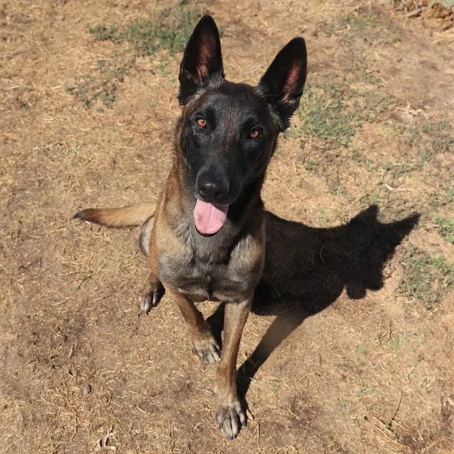 An adult large-sized male Belgian Shepherd / Malinois dog named Norman for adoption in Modesto, CA