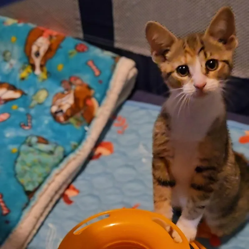 Peanut thumbnail 2