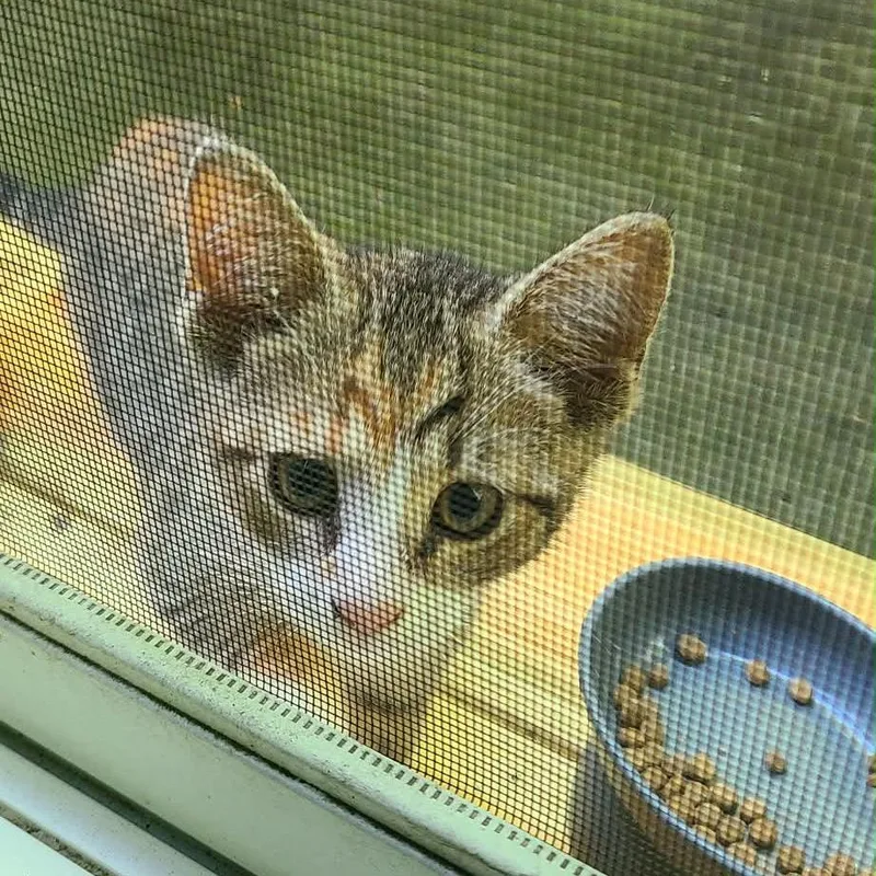 Peanut thumbnail 5