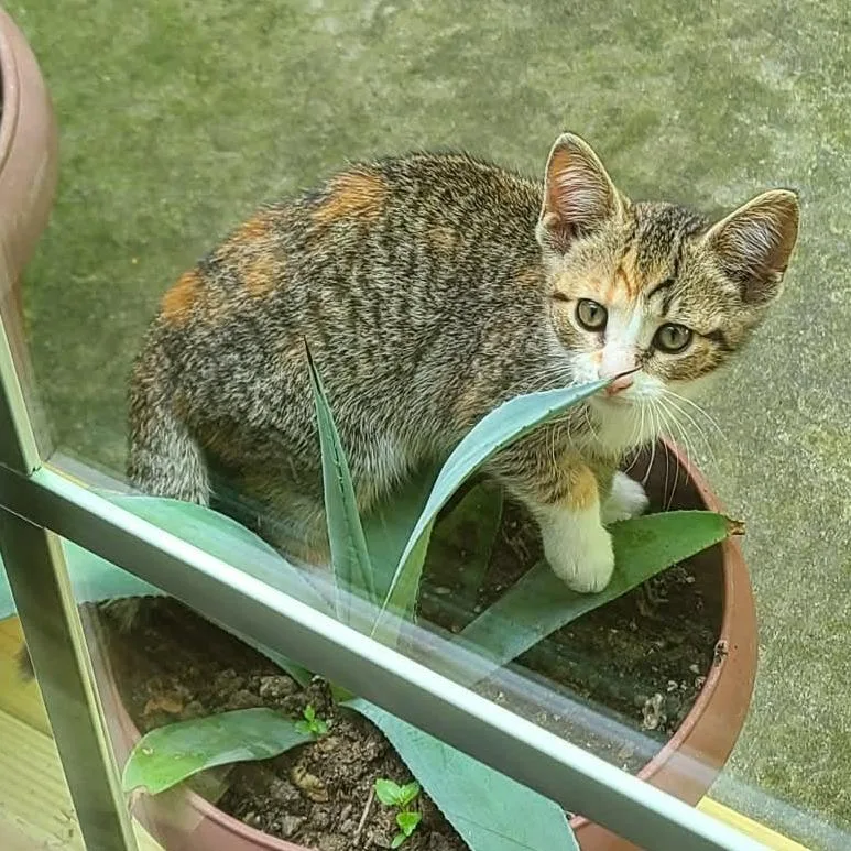 Peanut thumbnail 6