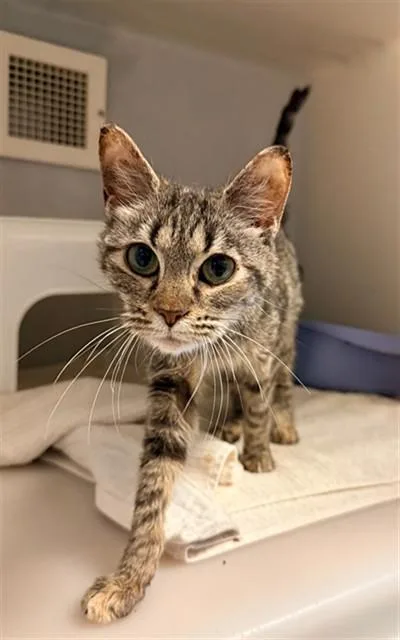A young medium-sized female Domestic Short Hair cat named Sunlee for adoption in Statesville, NC