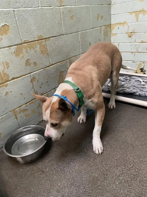 A young medium-sized male Pit Bull Terrier dog named Chico for adoption in Stockton, CA