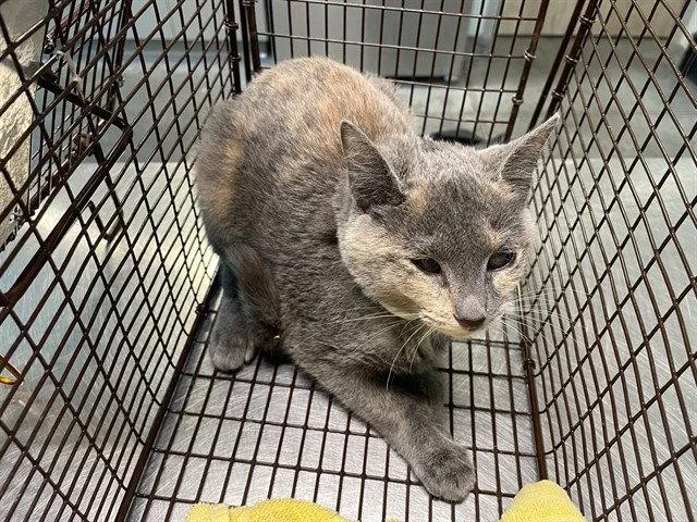 A baby small-sized female Domestic Short Hair cat named Dill Pickle for adoption in Tavares, FL
