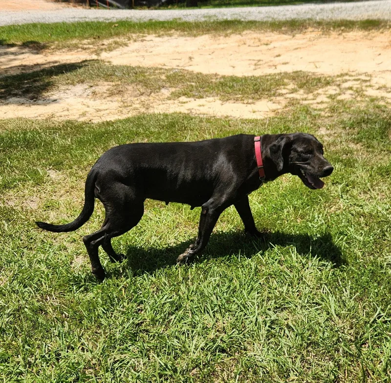 An adult large-sized female Labrador Retriever dog named Penny for adoption in Roanoke, AL