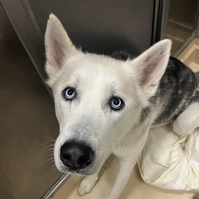 An adult large-sized male White / Cream Mixed Breed dog named Charming for adoption in Chattanooga, TN