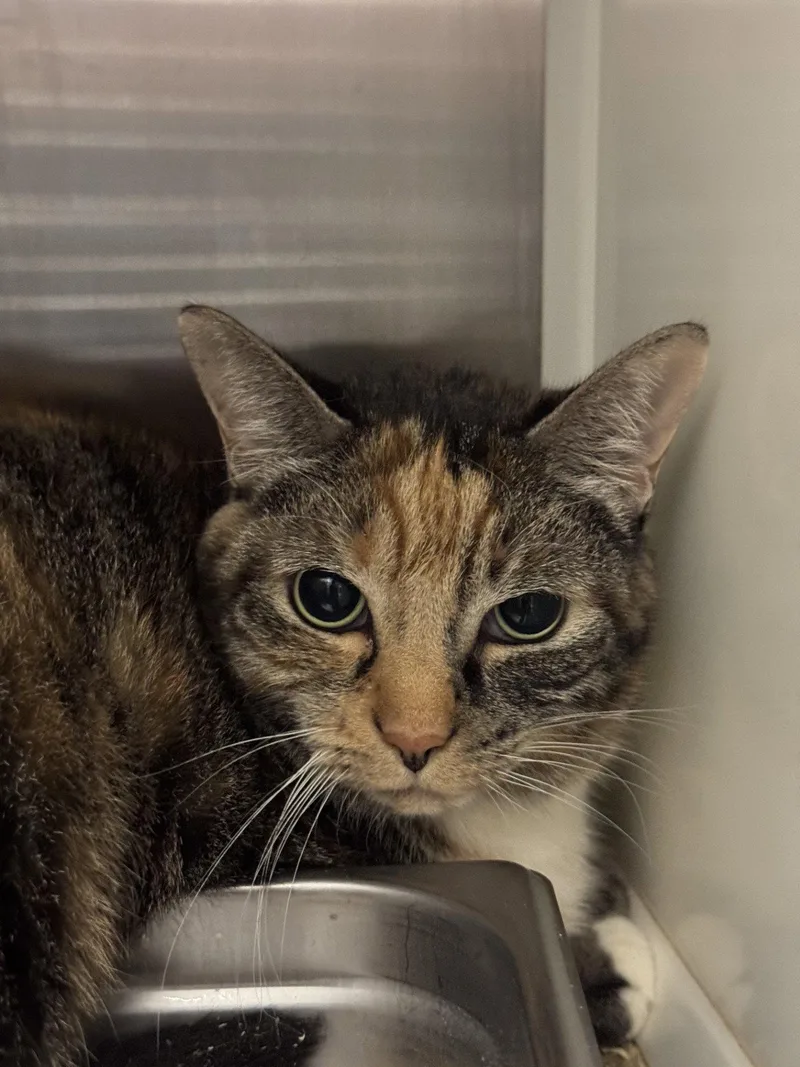 An adult small-sized female Domestic Short Hair cat named Jules for adoption in Hilton Head Island, SC