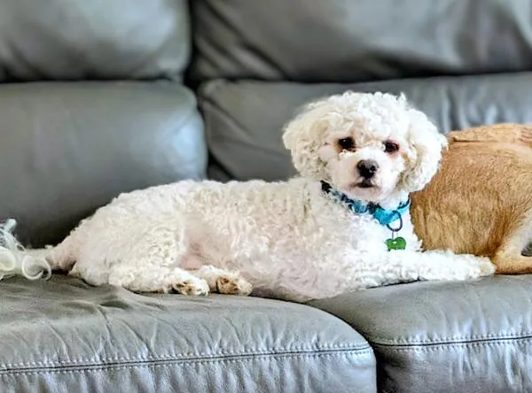 A young small-sized male Maltese dog named Mochi for adoption in Des Moines, IA