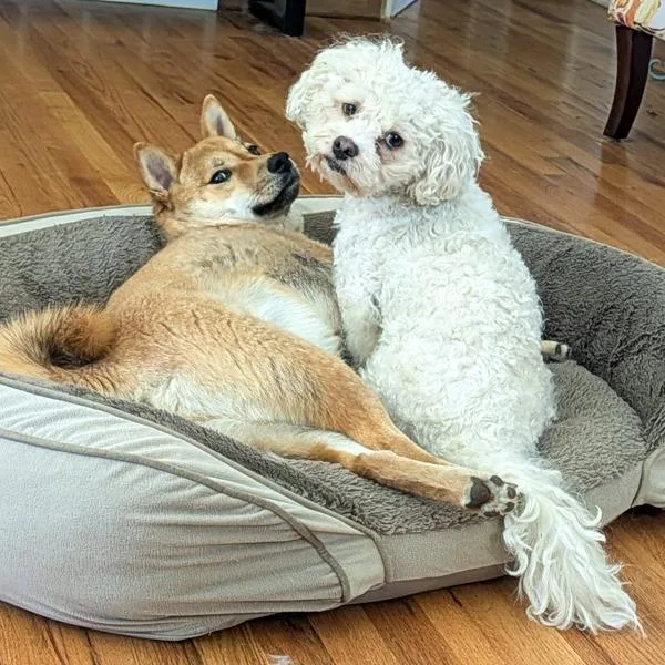 Mochi thumbnail 3