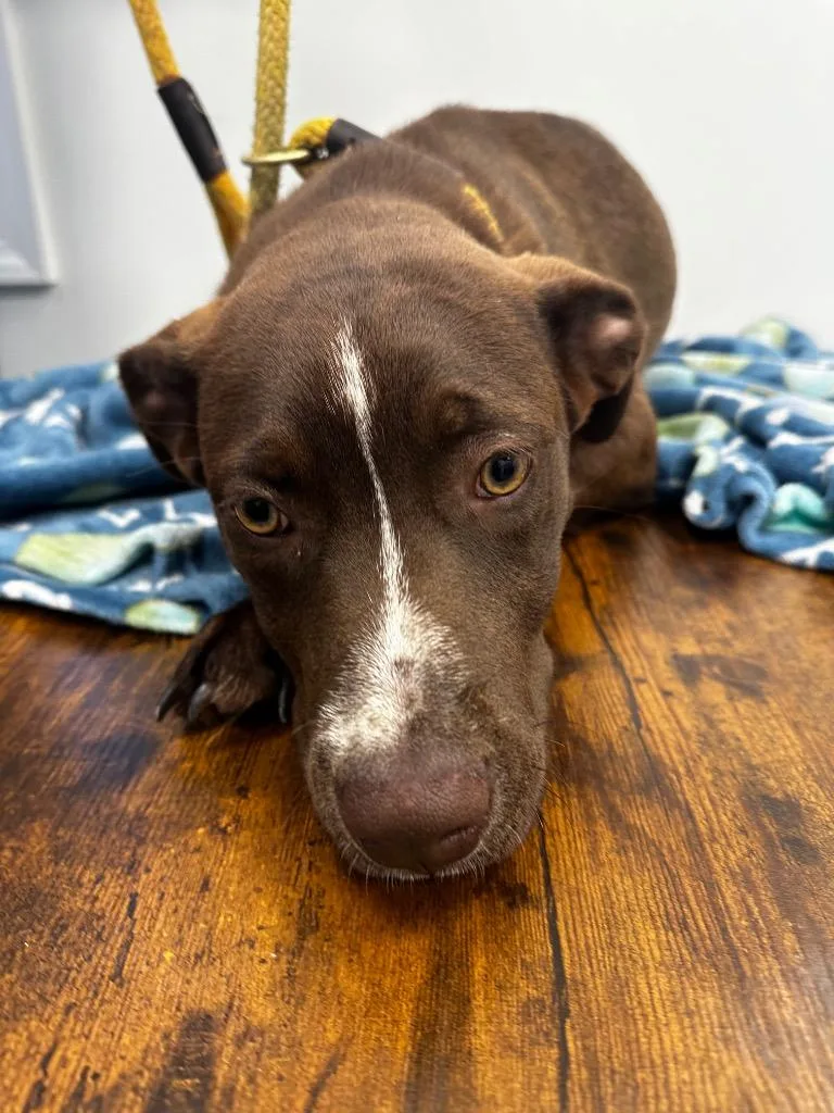 A baby medium-sized female Retriever dog named Toffee for adoption in Cambridge, MD