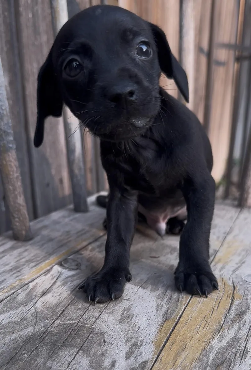 A baby small-sized male Chihuahua dog named Rolex for adoption in Windsor, CO