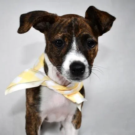 A baby small-sized female Brindle Mixed Breed dog named Bagel for adoption in Johnson City, TN
