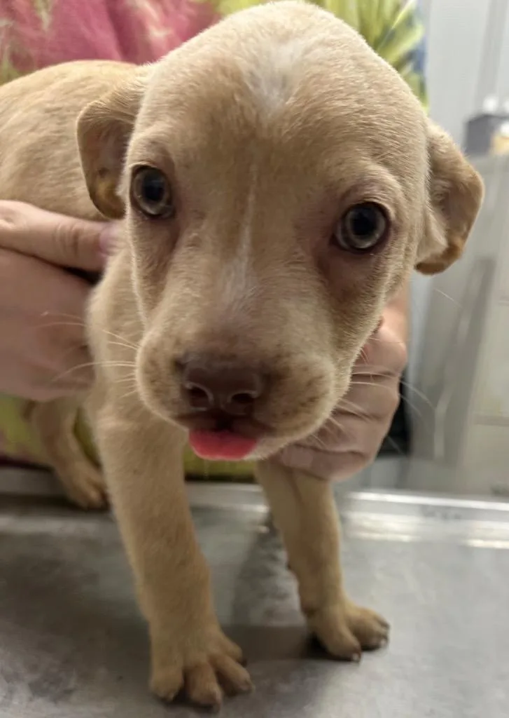 A baby small-sized female Mixed Breed dog named Ivy for adoption in Hillsdale, IN