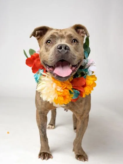 An adult medium-sized female Mixed Breed dog named Dee for adoption in Atlanta, GA
