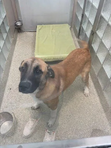 An adult large-sized male Anatolian Shepherd dog named Bumper Boat for adoption in Washington, DC