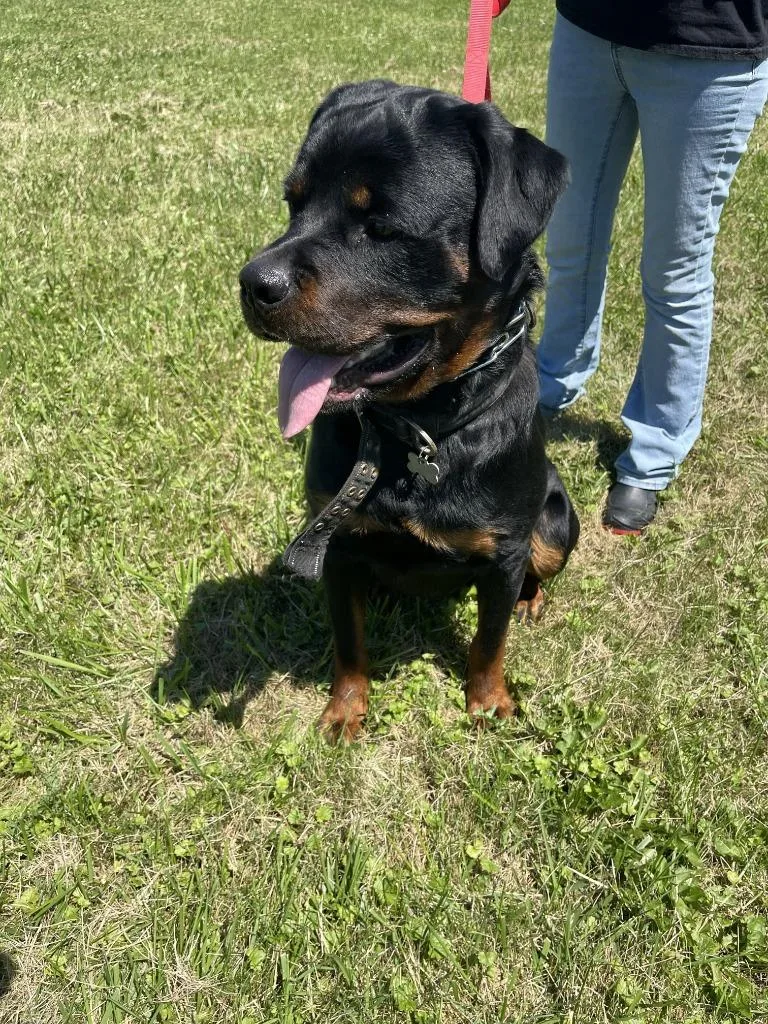 A young large-sized male Rottweiler dog named Boss for adoption in Fremont, OH