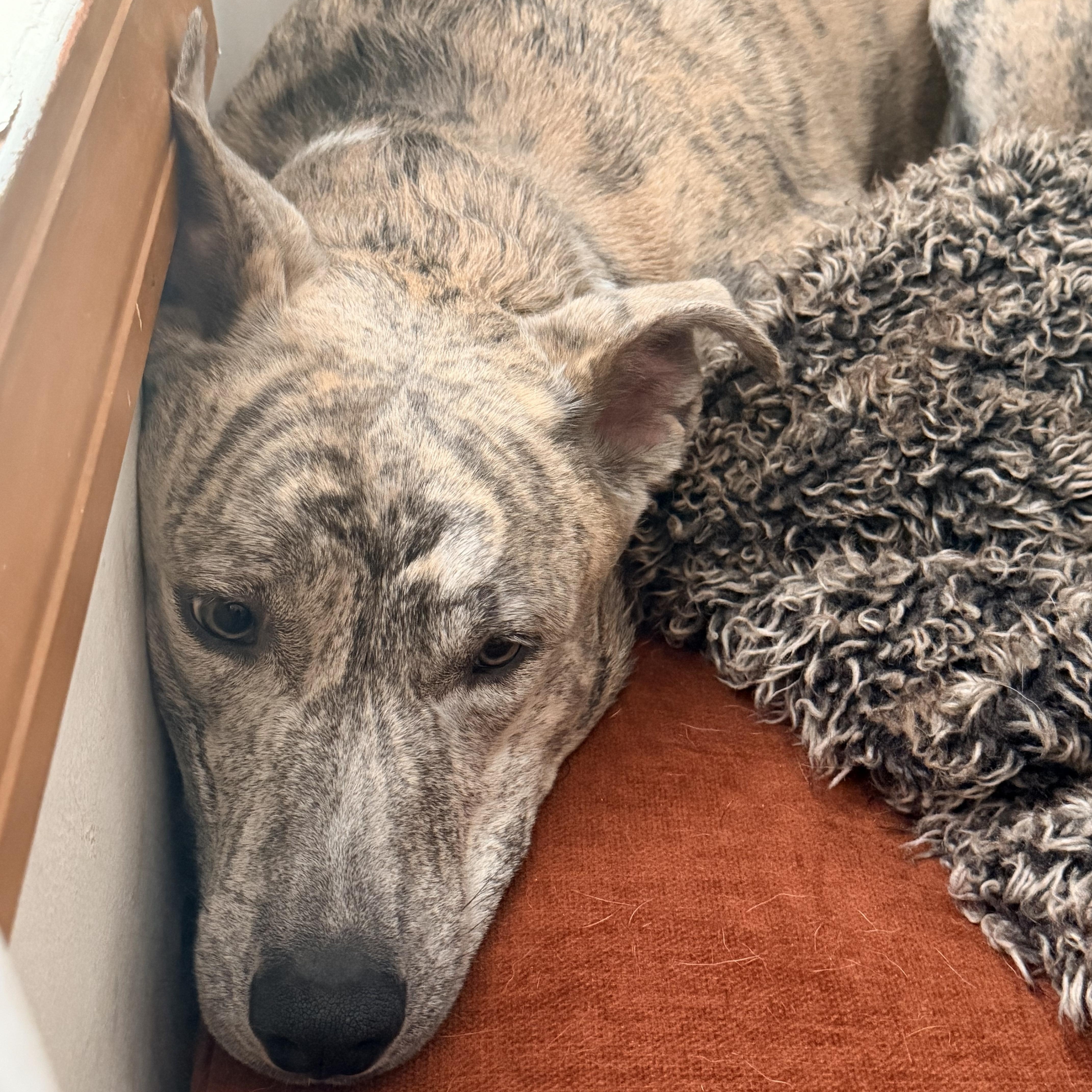 A young large-sized male Brindle Mixed Breed dog named Ash for adoption in New York, NY