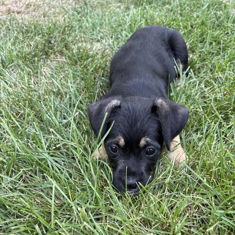 A baby small-sized female Black Chihuahua dog named Voldrid for adoption in Fredericksburg, VA
