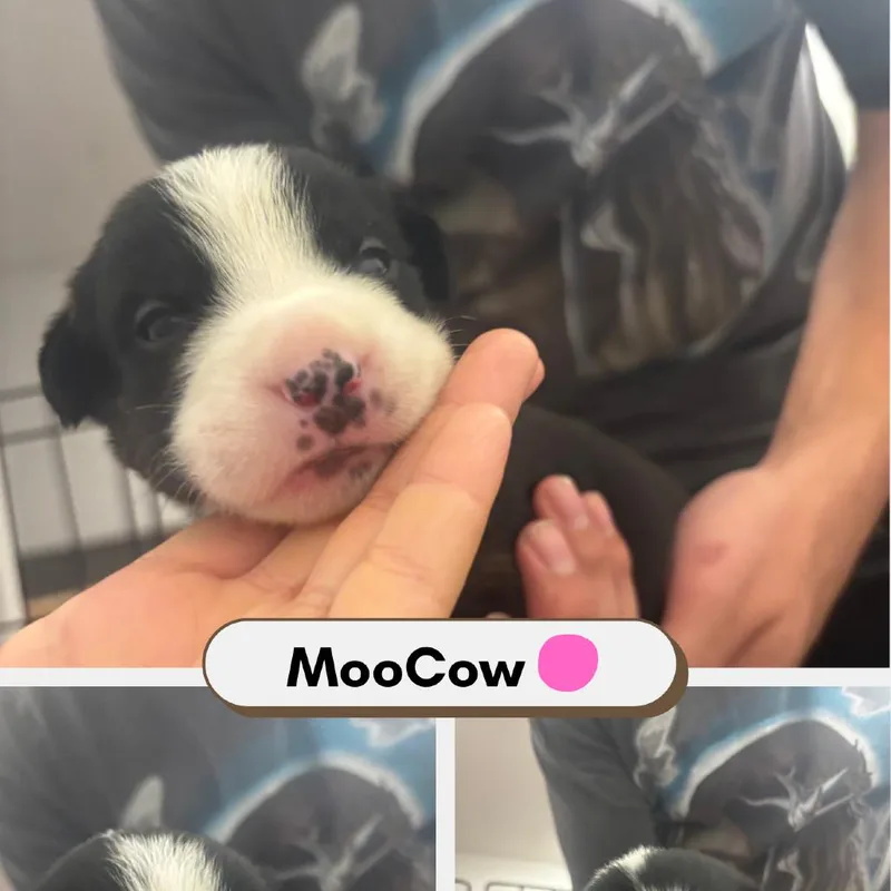 MooCow