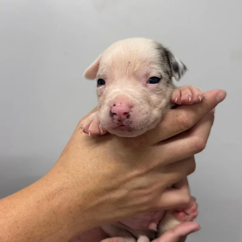 A baby small-sized male White / Cream Pit Bull Terrier dog named Finn for adoption in Fulton, MO
