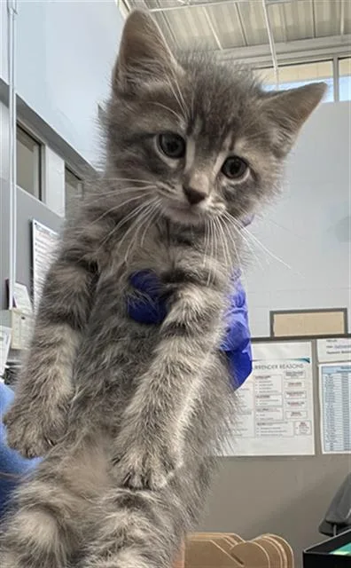 A baby medium-sized male Domestic Short Hair cat named Oz for adoption in Dallas, TX
