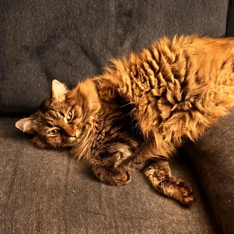 A senior large-sized male Brown / Chocolate Domestic Long Hair cat named Jasper for adoption in Temecula, CA