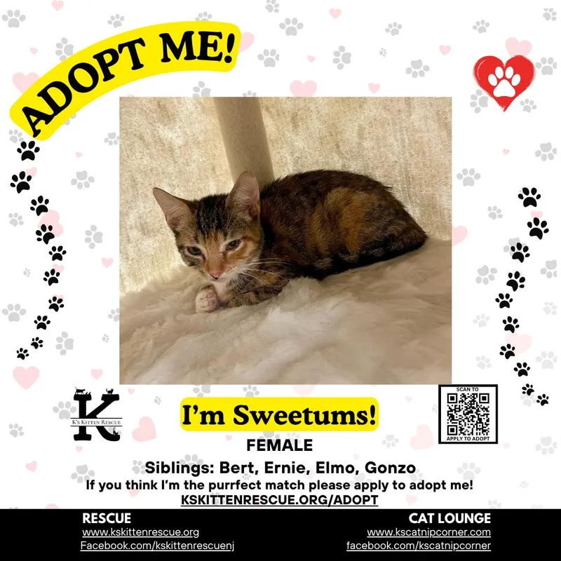 A baby medium-sized female Domestic Short Hair cat named Sweetums for adoption in Brick, NJ
