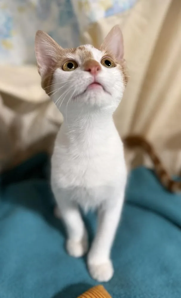 A baby small-sized male Orange & White Domestic Short Hair cat named Paso Roble for adoption in Jackson, GA