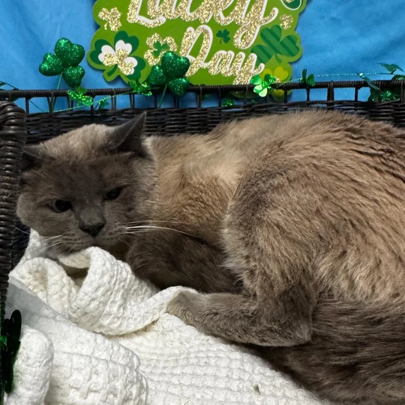 Clint Barton thumbnail 2