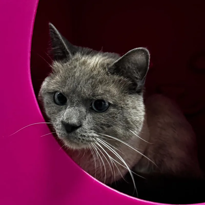 Clint Barton thumbnail 3