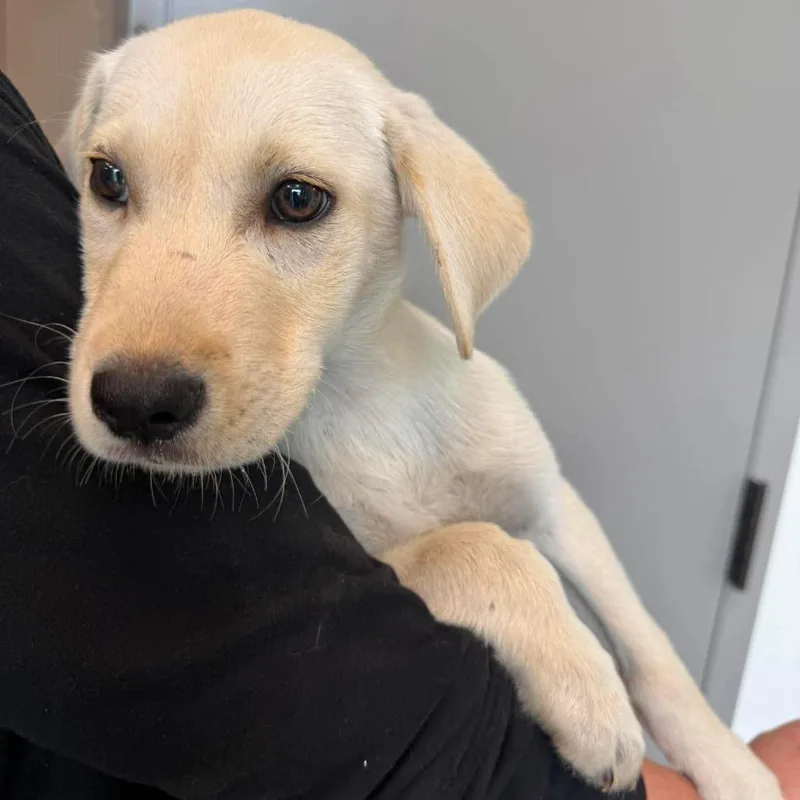 A baby small-sized female Yellow / Tan / Blond / Fawn Mixed Breed dog named Honey Glaze for adoption in Sand Springs, OK