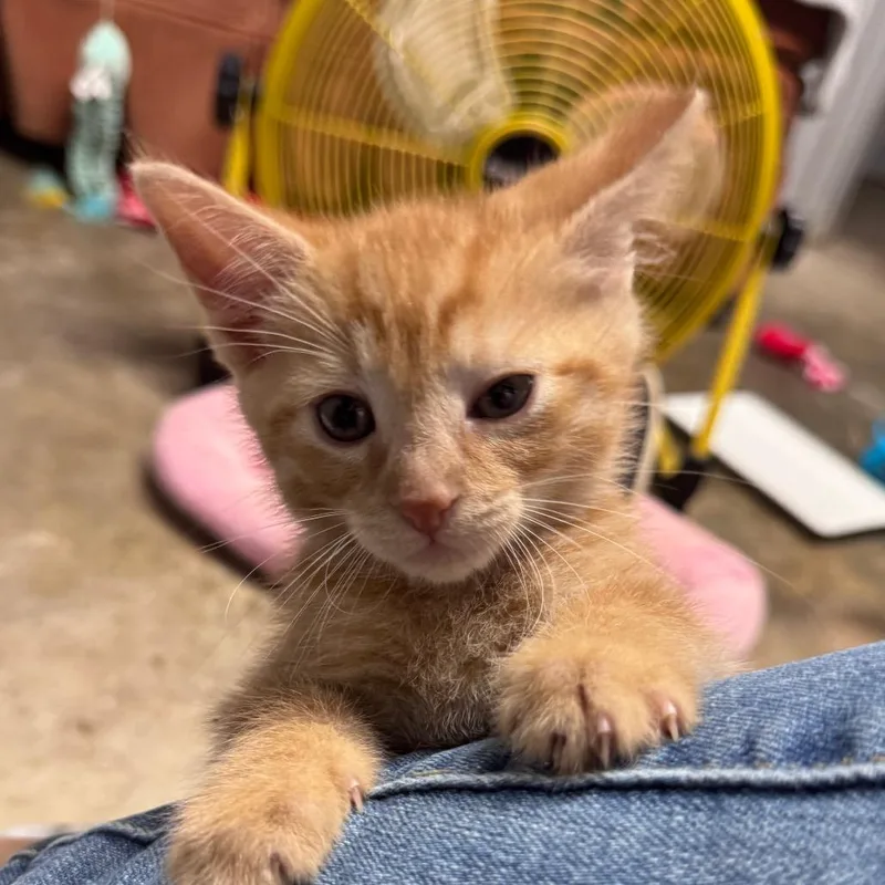 A baby small-sized male Orange / Red Domestic Short Hair cat named Ryker for adoption in Pinson, TN