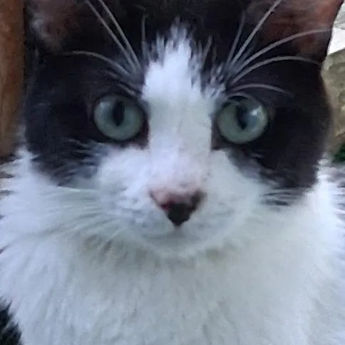 An adult medium-sized female Black Domestic Short Hair cat named Panda for adoption in Grand Rapids, MN