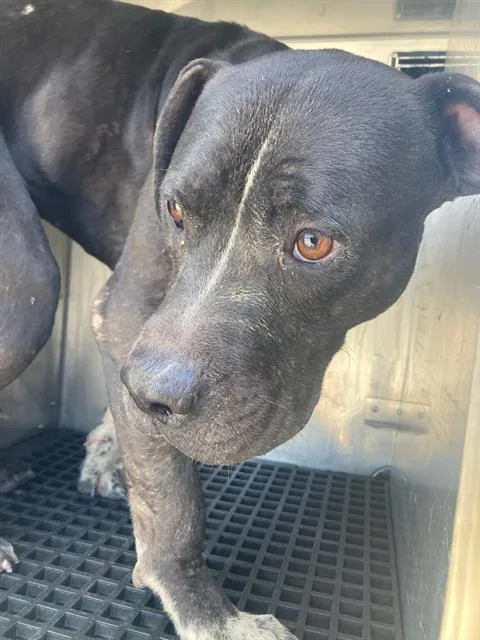 An adult large-sized female Pit Bull Terrier dog named Vera for adoption in Dallas, TX