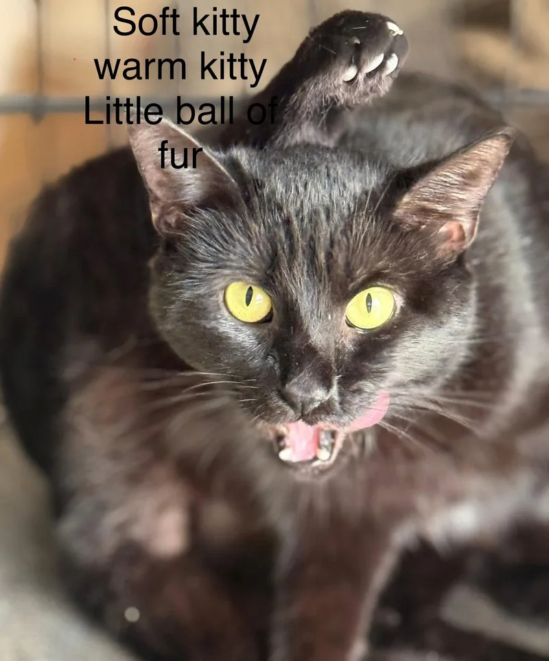 Cadis Funny & Chill thumbnail 3