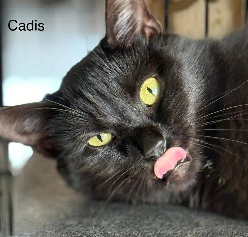 A young medium-sized female Black Domestic Short Hair cat named Cadis Funny & Chill for adoption in Jackson, GA