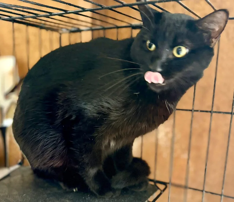 Cadis Funny & Chill thumbnail 4