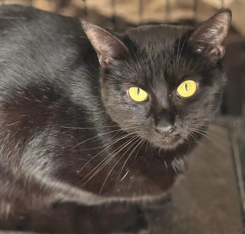 Cadis Funny & Chill thumbnail 5